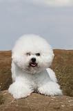 BICHON FRISE 094